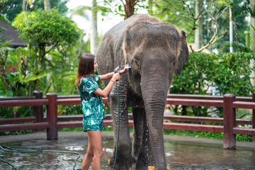 Fototapeta premium A young smiling woman in bright clothes washes an elephant, watering it with a hose. Rear view. In the background, Park vegetation