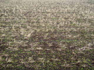 早春の田圃風景
