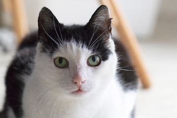 Katzen Senioren © Heidi Bollich