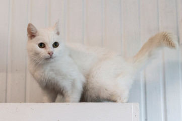 Katzen Senioren © Heidi Bollich