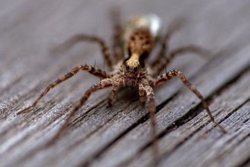 Close up of a nursery web spider