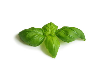 Fresh green basil leaf isolated on white background, close up. Basil herb, healthy lifestyle 