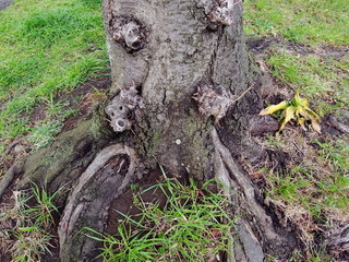 早春の野原の中の桜の古木