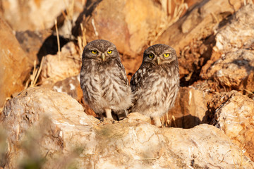 Little owl, Athene noctua, two chickens basking on rocks.