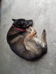 Closeup of lovely dog lying on cement floor. Pet lover concept.