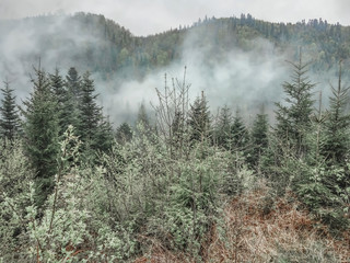 Landscape of wild Ukrainian nature. Forested mountains in smoke. Magic coniferous forest of Carpathians Mountains. Morning fog above evergreen conifers.