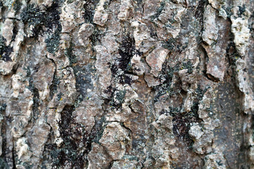 close-up natural tree bark detailed moss growth