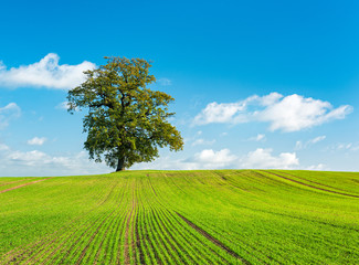 Fototapeta na wymiar Solitary Oak Tree in Green Field under blue sky with clouds, rows of wheat sprouts running uphill