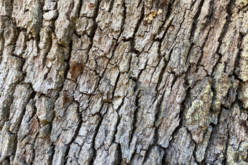 deep textured natural tree bark angle view close-up