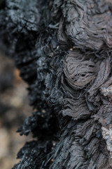 burnt wood texture