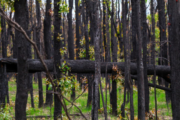 trees in forest - burnt