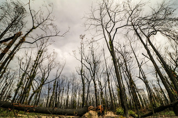 Eerie forest - burnt 