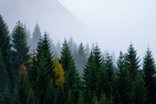 pine forest in fogy conditions