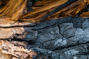 texture wood burnt