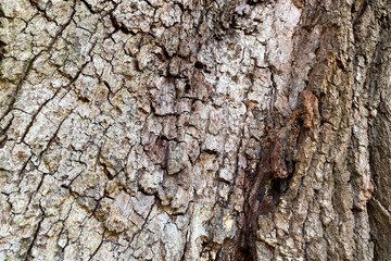 tree bark close-up natural sun light shadows