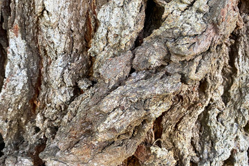 thick tree bark close-up deep shadows natural sun light