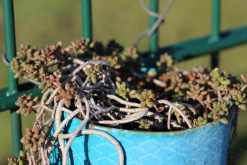 pflanze in topf draußen an zaun