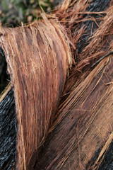 old wood texture - burnt wood