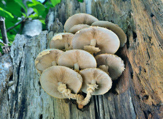 Edible mushrooms (Pholiota squrrosoides) 18