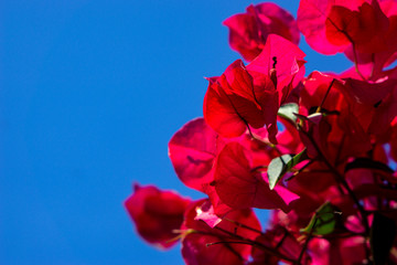  Red flowers on a background of blue sky.