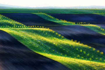 Green, brown and yellow waves of the agricultural fields of South Moravia, Czech Republic. Rural spring landscape with colored striped hills with trees. Can be used like nature background or texture