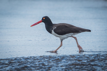 American oystercatcher in shallow water on beach