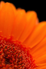 Centre of orange gerbera against black background