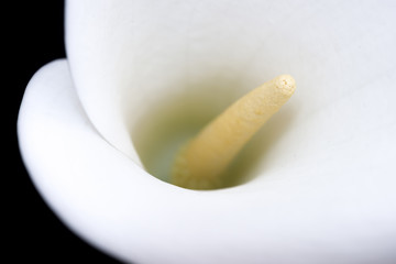 Centre of white arum lily from above