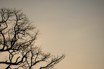 Sky and tree in sunny day