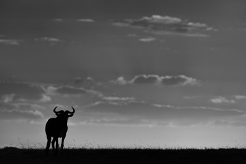 Obraz na płótnie Canvas Mono blue wildebeest on horizon against sunset