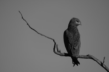 Mono brown snake-eagle on branch turning head