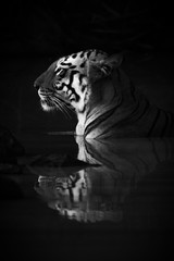 Mono close-up of Bengal tiger in waterhole