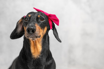 Fototapeta na wymiar Expressive and cute Dachshund dog with a pink bow on his head on a gray background. Feminism and Gender Equality