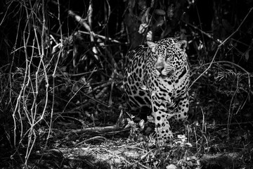 Mono jaguar prowling through forest in sunlight