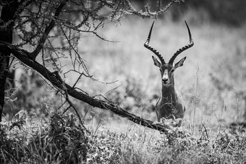 Mono impala facing camera hides behind tree