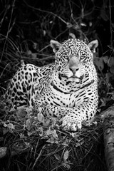 Mono jaguar lying by log in forest