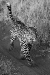 Mono leopard running along track in grass