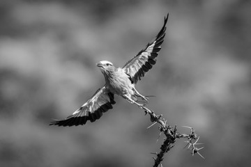 Mono lilac-breasted roller takes off from branch