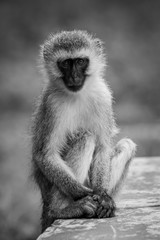 Obraz premium Mono vervet monkey on wall facing camera