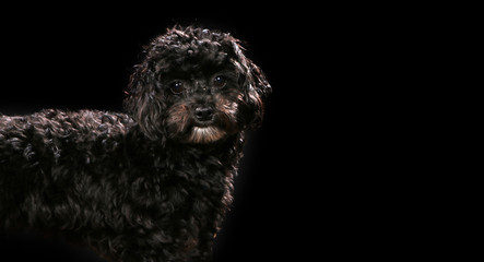 Lagotto  on a wooden plank before a black background