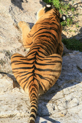 Fototapeta na wymiar Tiger resting in Dalian China