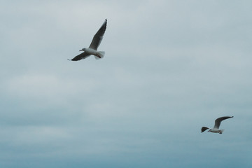 A seagull soars in the air above the sea
