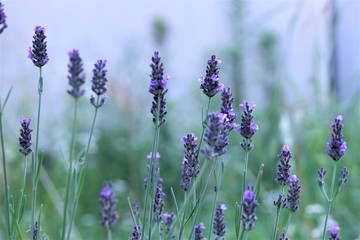 Close-Up of Lavender Flowers with Soft Blue Background