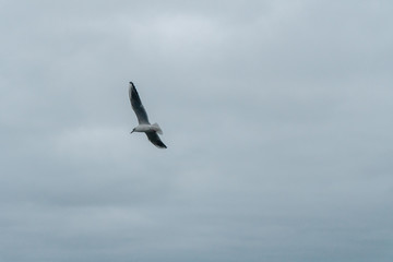Fototapeta na wymiar A seagull soars in the air above the sea
