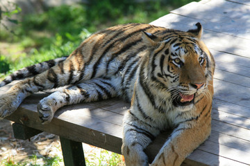 Tiger resting in Dalian China