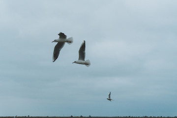 A seagull soars in the air above the sea