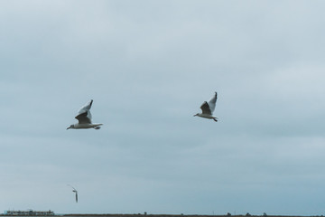 A seagull soars in the air above the sea