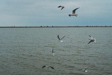 A seagull soars in the air above the sea