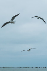 Fototapeta na wymiar A seagull soars in the air above the sea