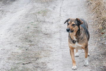 An old dog with sad eyes got lost in the forest